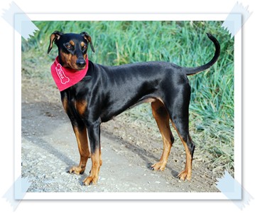 Unsere Deutsche Pinscher Hündinn -Adana vom Lüdertal- Adana vom Lüdertal - Deutsche Pinscher vom Lüdertal