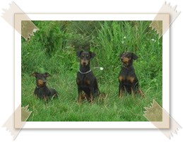 Unsere 3 Deutschen Pinscher