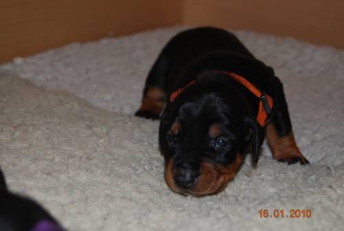 Aktuelle Welpenbilder - Deutsche Pinscher vom L&uuml;dertal