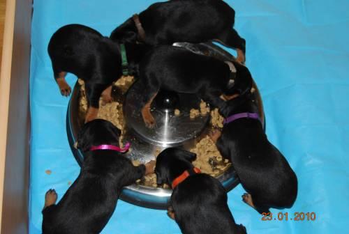Aktuelle Welpenbilder - Deutsche Pinscher vom L&uuml;dertal
