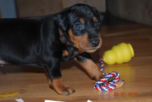 Aktuelle Welpenbilder - Deutsche Pinscher vom L&uuml;dertal