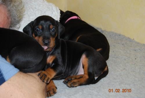 Aktuelle Welpenbilder - Deutsche Pinscher vom L&uuml;dertal