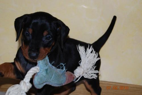 Aktuelle Welpenbilder - Deutsche Pinscher vom L&uuml;dertal