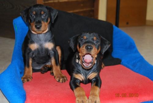 Aktuelle Welpenbilder - Deutsche Pinscher vom L&uuml;dertal