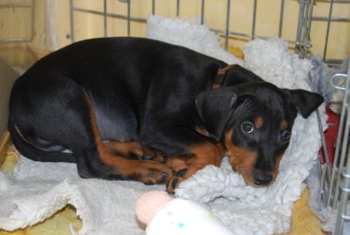 Aktuelle Welpenbilder - Deutsche Pinscher vom L&uuml;dertal