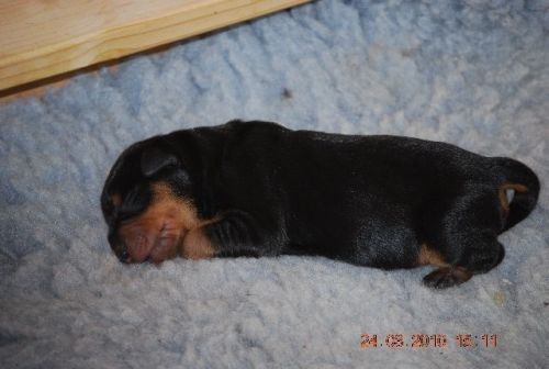Aktuelle Welpenbilder - Deutsche Pinscher vom L&uuml;dertal