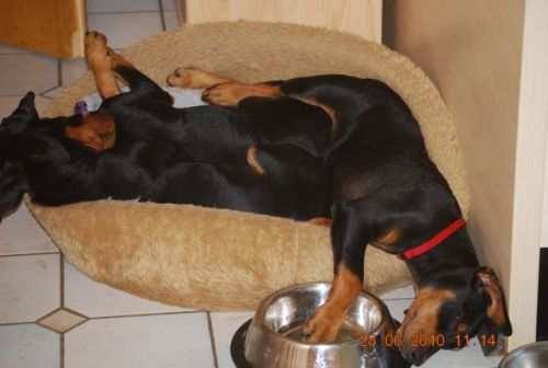 Aktuelle Welpenbilder - Deutsche Pinscher vom L&uuml;dertal