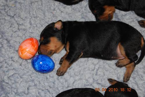Aktuelle Welpenbilder - Deutsche Pinscher vom L&uuml;dertal