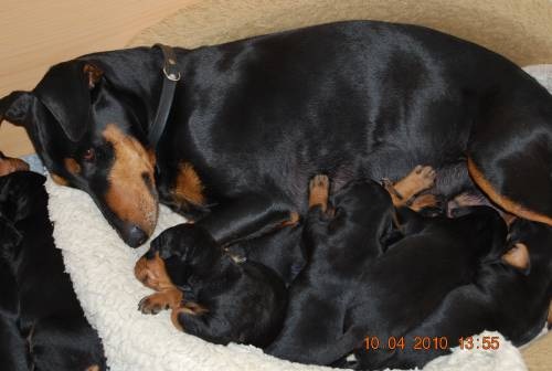 Aktuelle Welpenbilder - Deutsche Pinscher vom L&uuml;dertal