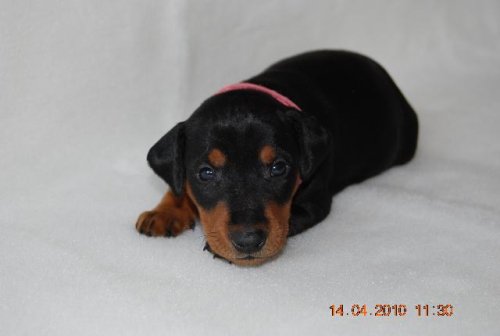 Aktuelle Welpenbilder - Deutsche Pinscher vom L&uuml;dertal
