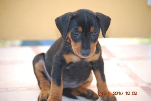 Aktuelle Welpenbilder - Deutsche Pinscher vom L&uuml;dertal