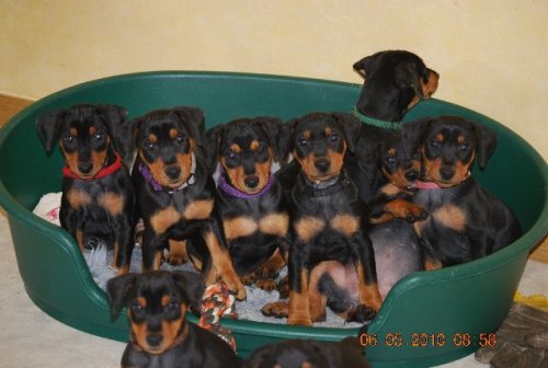 Aktuelle Welpenbilder - Deutsche Pinscher vom L&uuml;dertal
