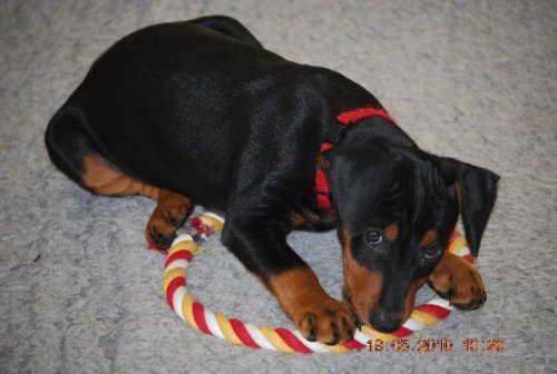 Aktuelle Welpenbilder - Deutsche Pinscher vom L&uuml;dertal