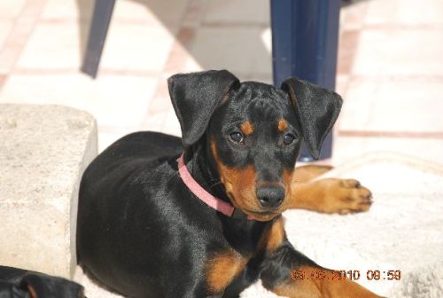 Aktuelle Welpenbilder - Deutsche Pinscher vom L&uuml;dertal