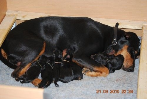 Aktuelle Welpenbilder - Deutsche Pinscher vom L&uuml;dertal