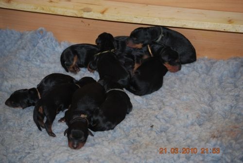 Aktuelle Welpenbilder - Deutsche Pinscher vom L&uuml;dertal