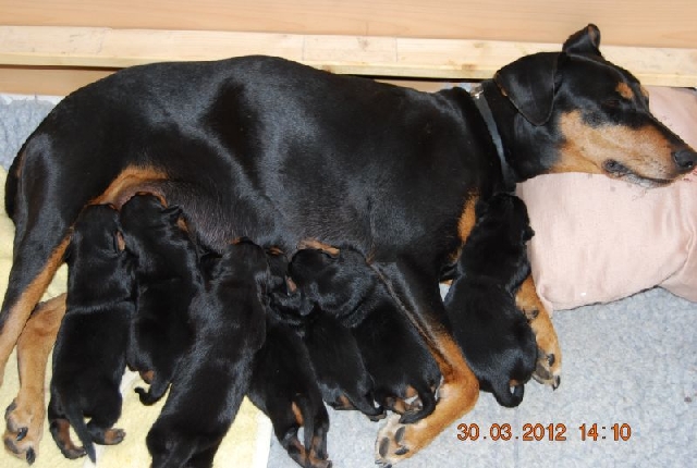 Kira mit ihren Welpen - Deutscher Pinscher vom L&uuml;dertal