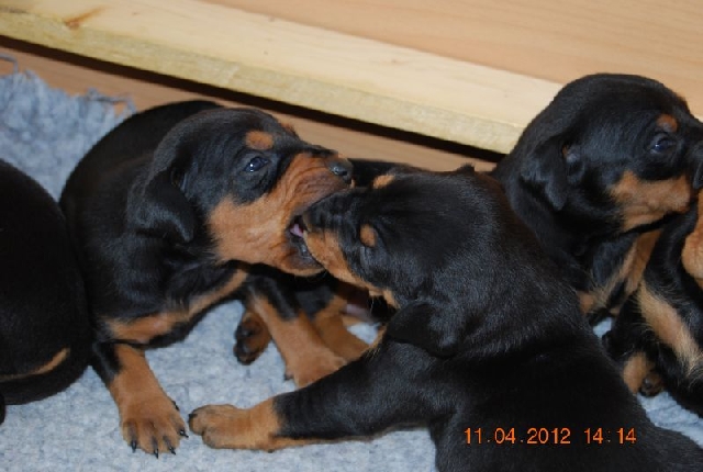 Kira mit ihren Welpen - Deutscher Pinscher vom L&uuml;dertal
