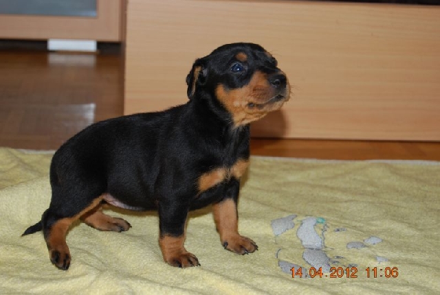 Welpen - Deutscher Pinscher vom L&uuml;dertal