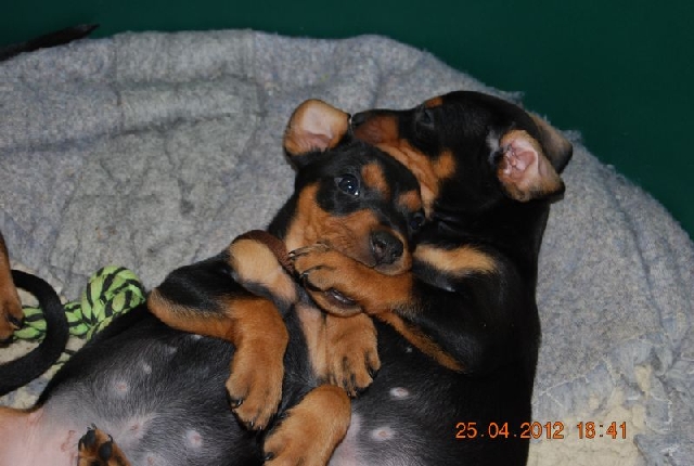 Welpen - Deutscher Pinscher vom L&uuml;dertal