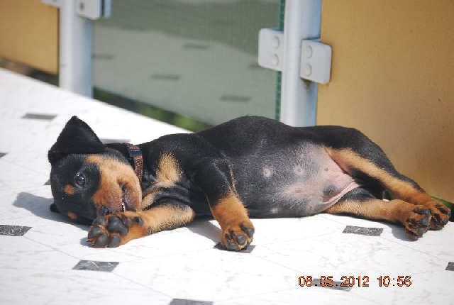 Welpen - Deutscher Pinscher vom L&uuml;dertal