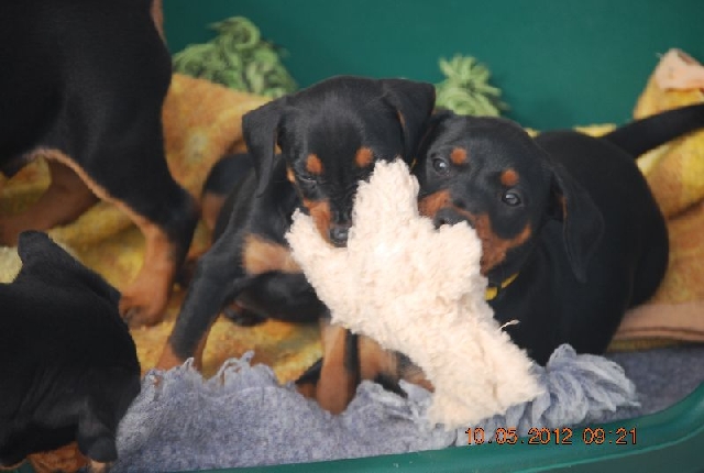 Welpen - Deutscher Pinscher vom L&uuml;dertal
