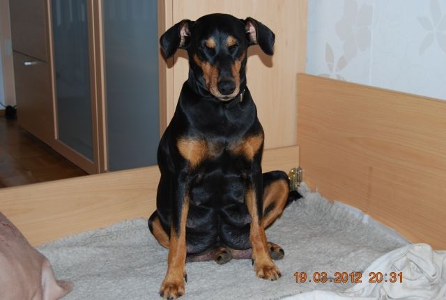 tr&auml;chtige Kira - Deutscher Pinscher vom L&uuml;dertal