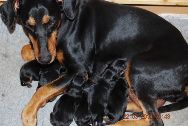 Deutsche Pinscher Welpen 2012 - Deutscher Pinscher vom L&uuml;dertal