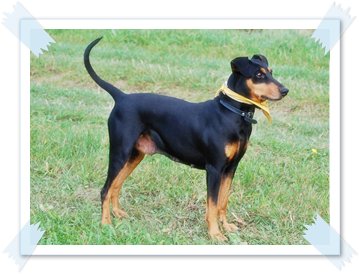 Unsere Deutscche Pinscher Hündinn -Baroness von der Hausburg- Baroness von der Hausburg - Deutsche Pinscher vom Lüdertal