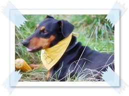 Unsere Deutscche Pinscher Hündinn -Baroness von der Hausburg- Baroness von der Hausburg - Deutsche Pinscher vom Lüdertal
