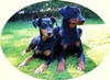 Deutsche Pinscher vom Asbachtal