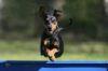 Deutsche Pinscher Initiative