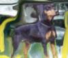 Deckr&uuml;denverzeichnis f&uuml;r Deutsche Pinscher
