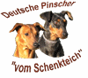 Welpen&uuml;bersicht der Deutschen Pinscher