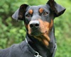 Deutscher Pinscher -Valko von den Haflingern-
