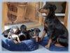 Deutsche Pinscher von der Hausburg