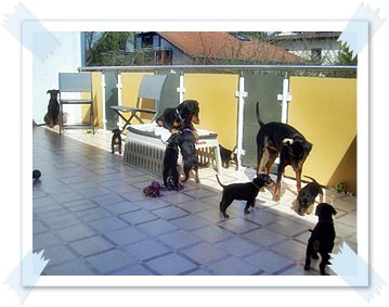 Balkon mit Welpen - Deutsche Pinscher vom L&uuml;dertal
