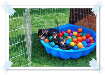 Das B&auml;llchenbad - Deutsche Pinscher vom L&uuml;dertal