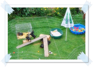 Welpen im Garten Bild 2 - Deutsche Pinscher vom L&uuml;dertal