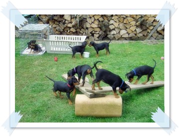 Welpen im Garten Bild 1 - Deutsche Pinscher vom L&uuml;dertal