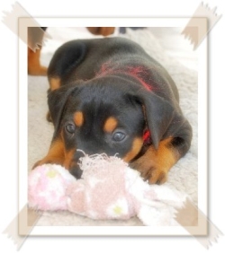 Deutscher Pinscher Welpe vom L&uuml;dertal
