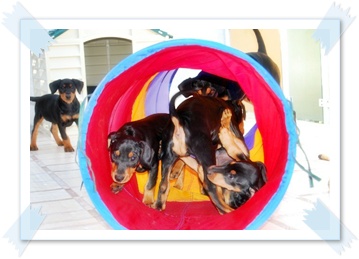 Welpentunnel Bild 1 - Deutsche Pinscher vom L&uuml;dertal