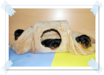 Welpentunnel Bild 2 - Deutsche Pinscher vom L&uuml;dertal