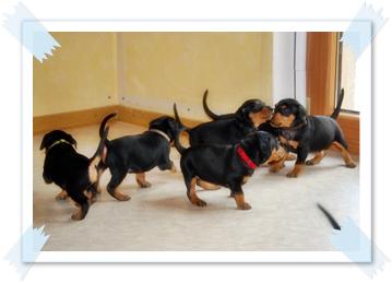 Das Welpenzimmer Bild 1 - Deutsche Pinscher vom L&uuml;dertal