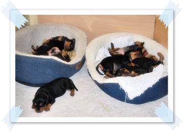 Das Welpenzimmer Bild 2 - Deutsche Pinscher vom L&uuml;dertal