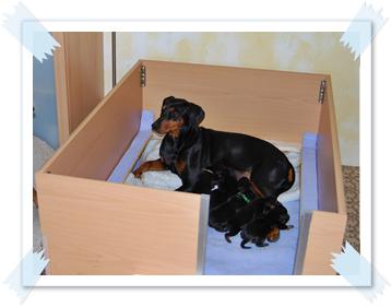 Unsere Wurfkiste - Deutsche Pinscher vom L&uuml;dertal