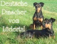 Logo - Deutsche Pinscher vom L&uuml;dertal